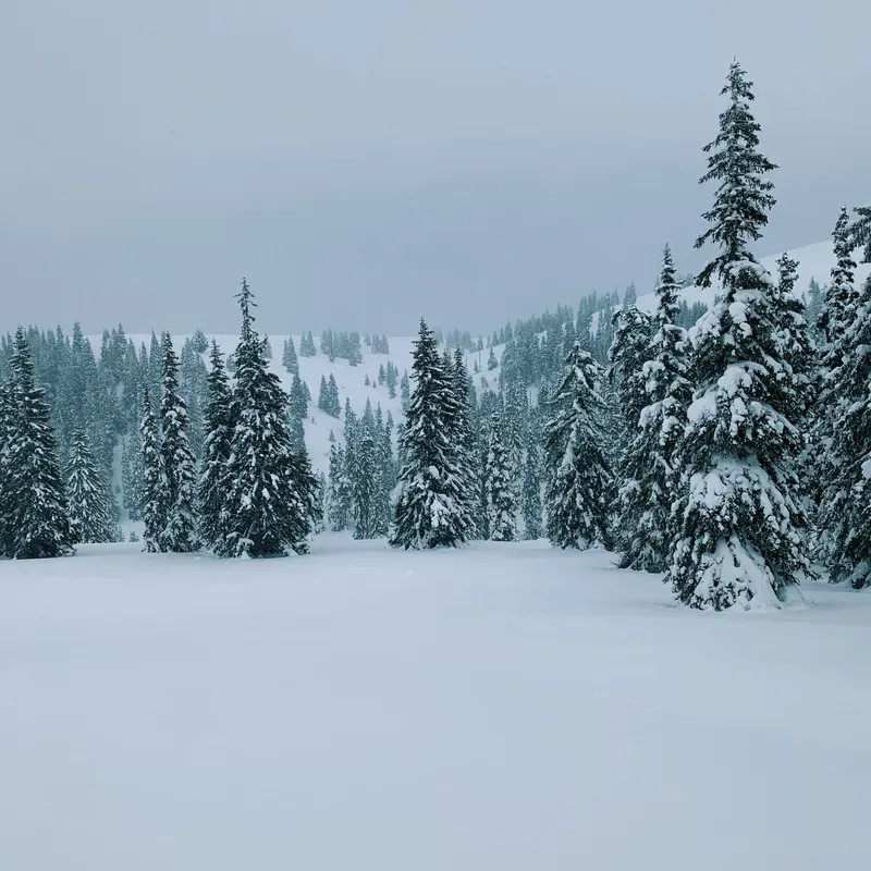 snowy forest scene